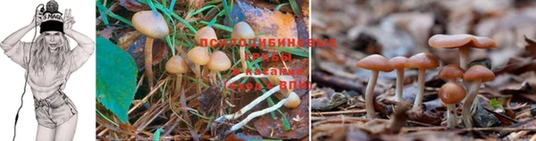 PSILOCYBIN Алзамай