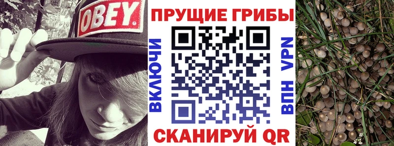 Псилоцибиновые грибы прущие грибы  Новопавловск 